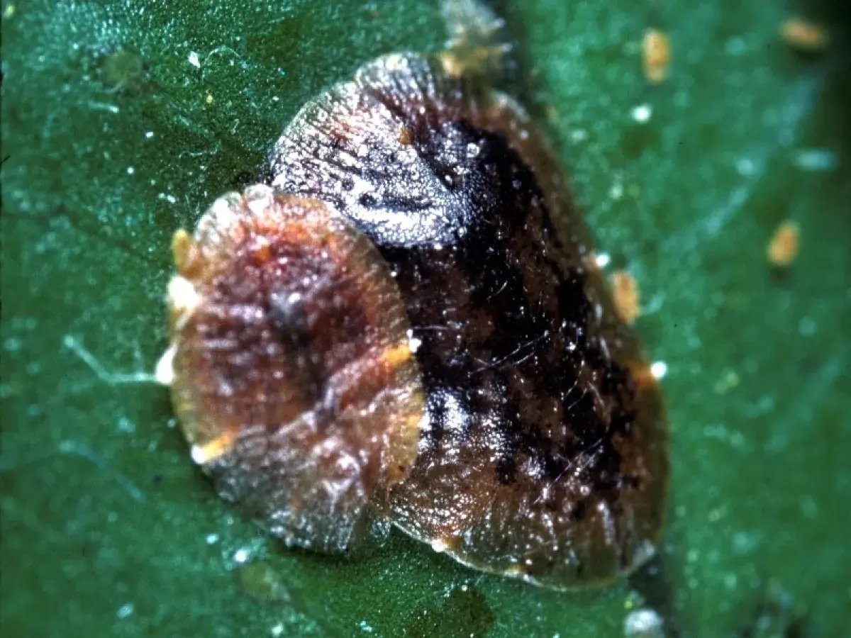 Gros plan d'une cochenille à carapace brune et noire sur une feuille verte. De petites cochenilles orange sont visibles en arrière-plan.