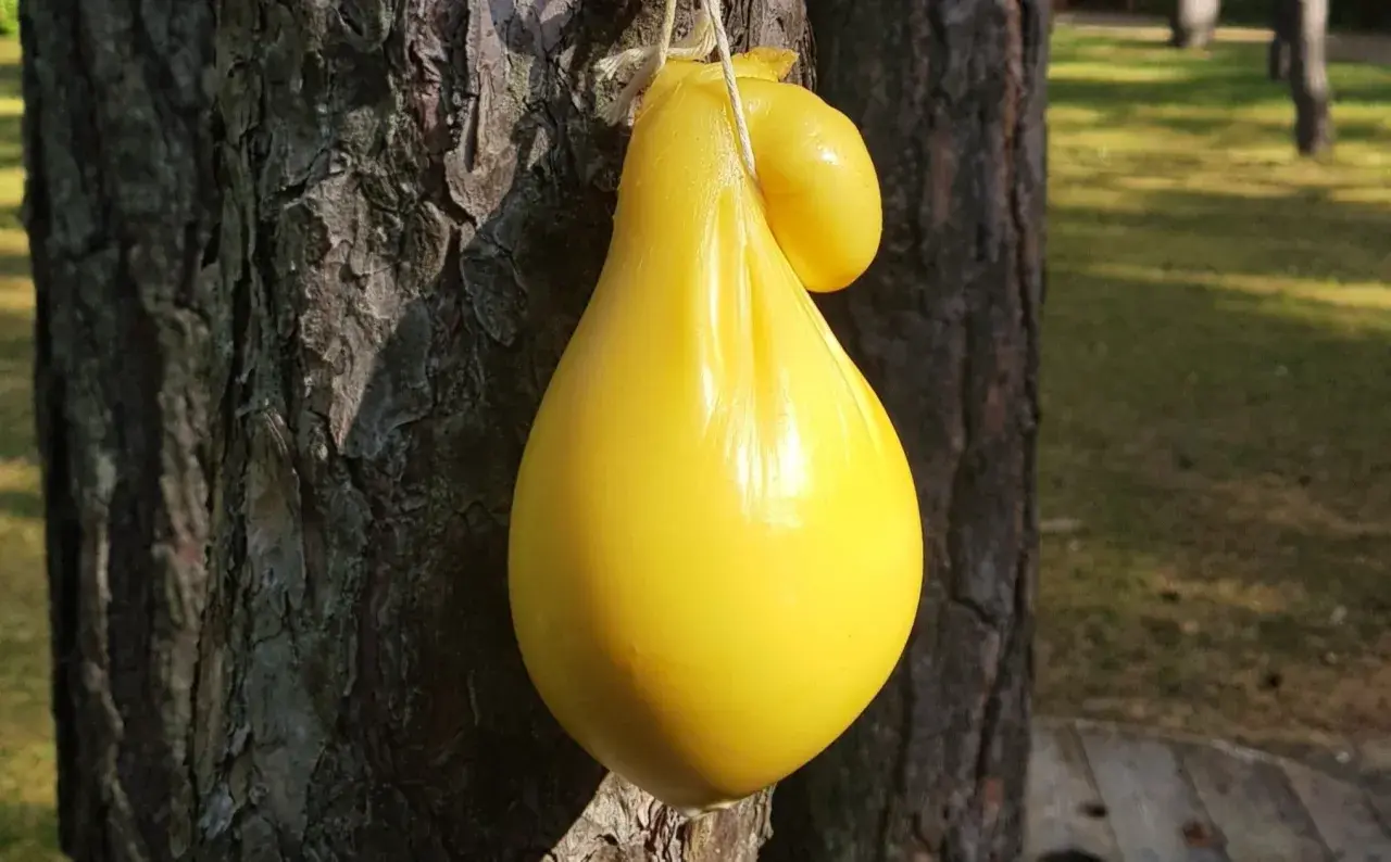 Żółty ser scamorza w kształcie gruszki wisi na sznurku przy drzewie.