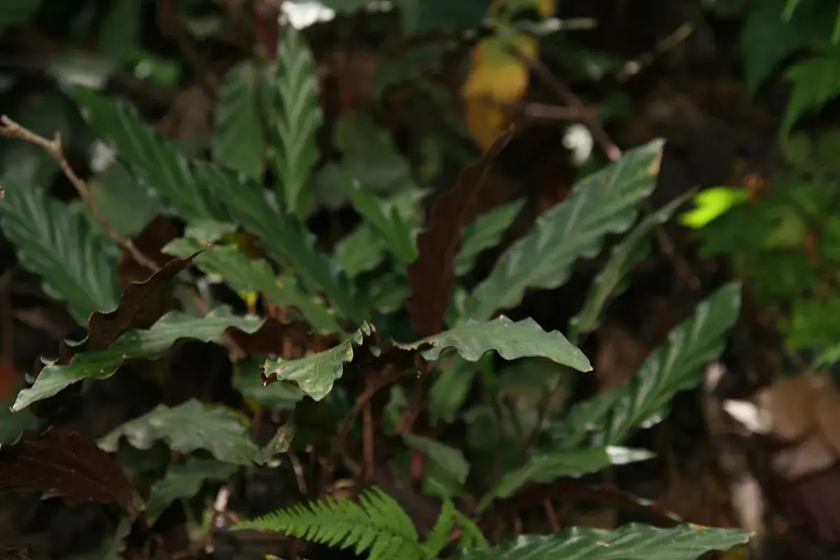 Liście calathea rufibarba o falistych brzegach, ciemnozielone z jaśniejszymi żyłkami, tworzą gęsty kobierzec w wilgotnym lesie.