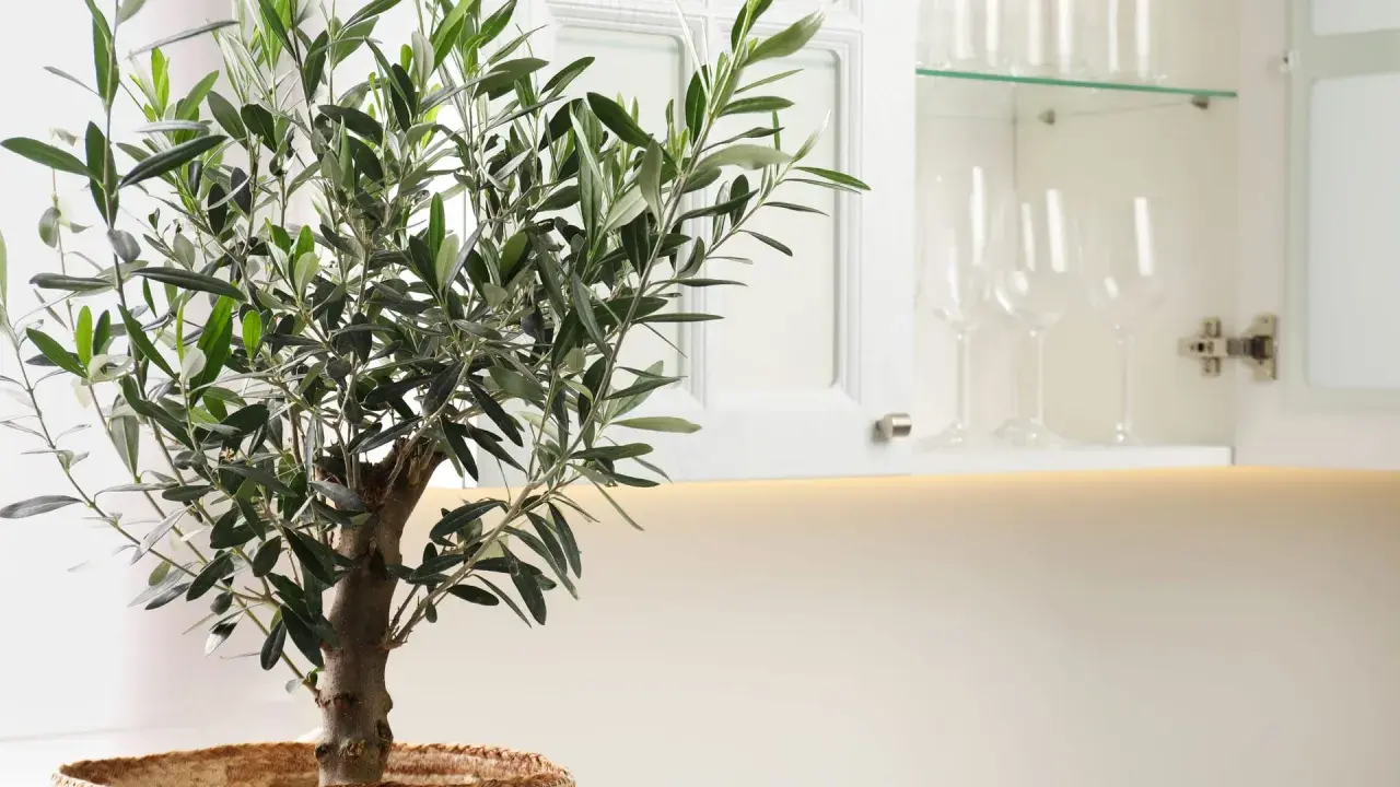 Ein kleiner, grüner olivenbaum in der wohnung, mit Zweigen, die sich vor einem offenen Küchenschrank mit Gläsern erstrecken.