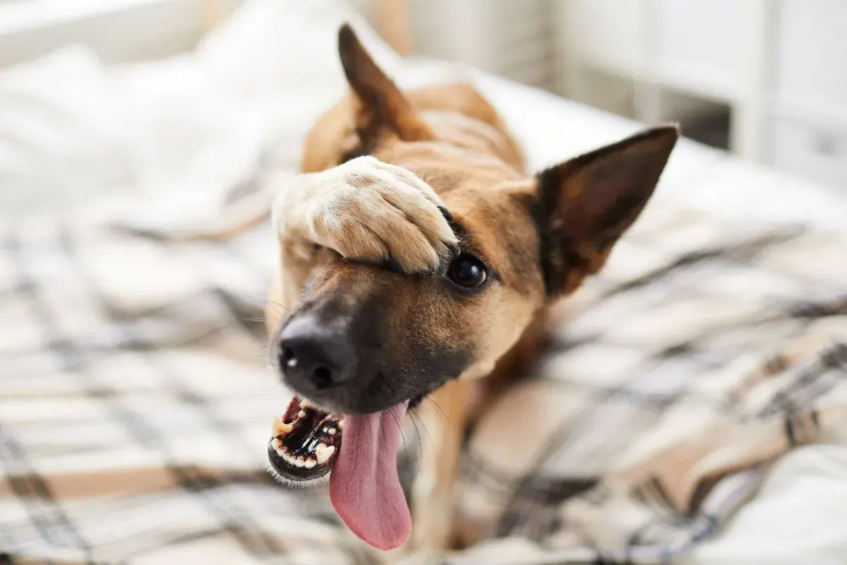 Ein Hund mit Schluckauf versteckt sein Gesicht mit der Pfote. Seine Zunge hängt heraus, als ob er sich schämt.
