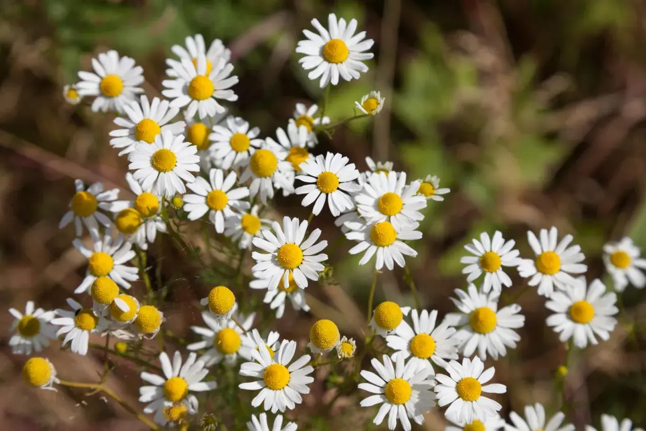 Ein Feld voller Margeriten, die wie echte Kamille aussehen. Manche Blüten sind noch Knospen, andere voll entfaltet.