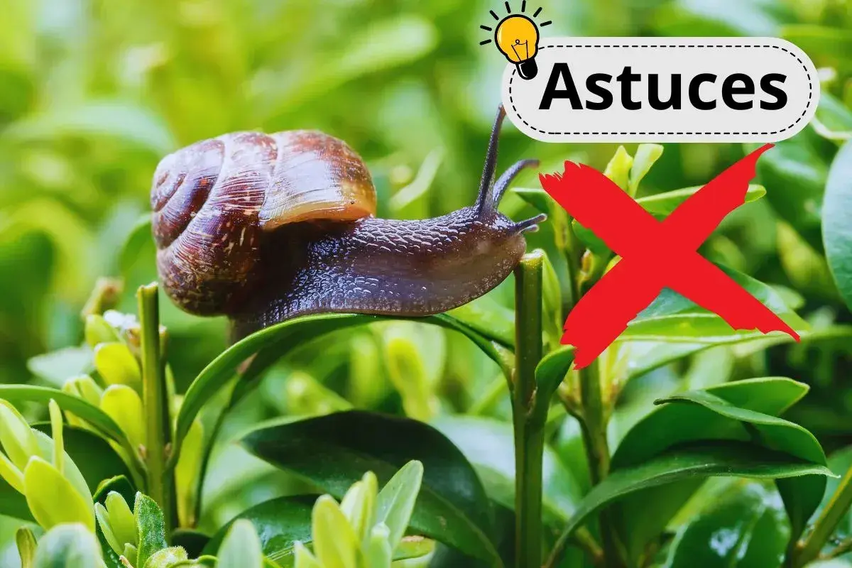 Un escargot sur une feuille verte, avec un "X" rouge et le mot "Astuces". Un remède de grand-mère contre les escargots.
