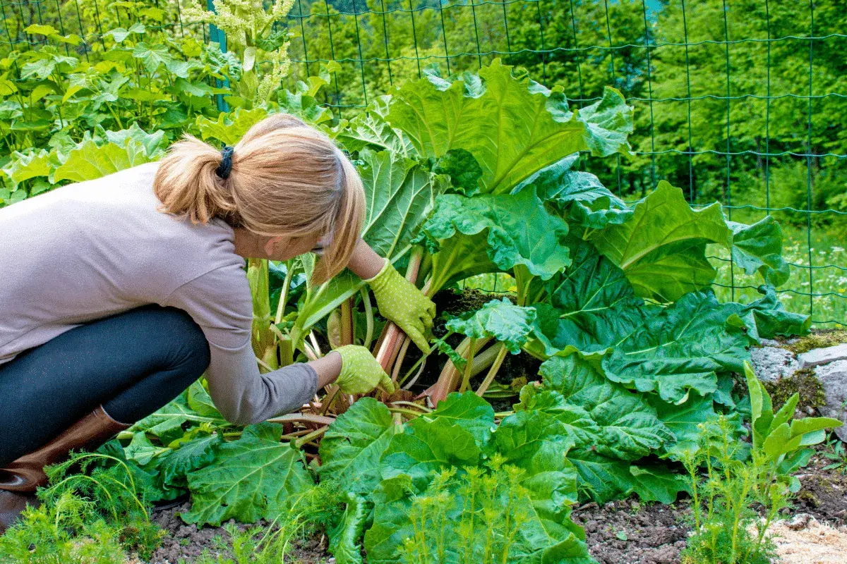 Une femme en bottes et gants verts cueille la rhubarbe dans un jardin luxuriant. Le moment idéal pour savoir quand cueillir la rhubarbe est quand les tiges sont bien développées.