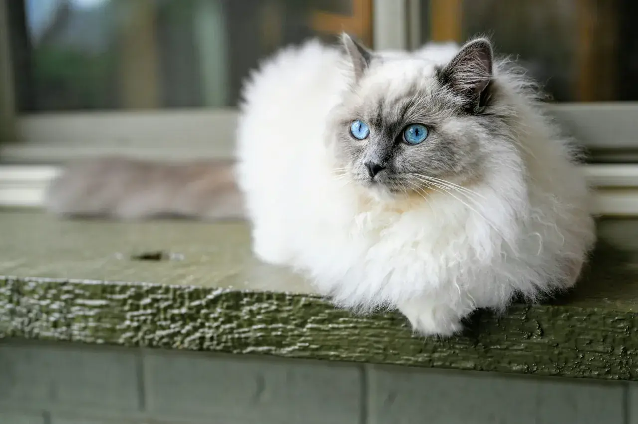 Puszysty kot rasy ragdoll z niebieskimi oczami siedzi na zielonej desce.