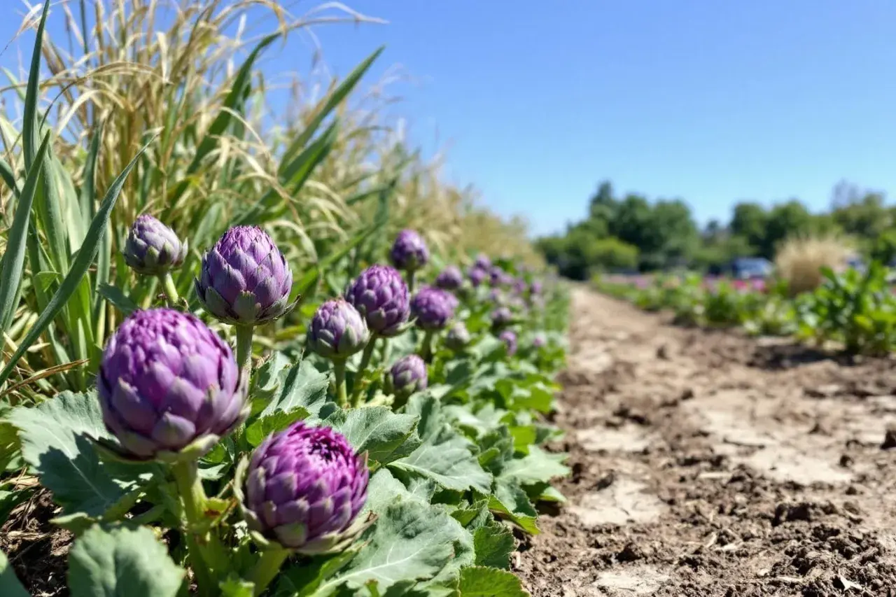 Magnifique plantation d'artichauts pleine terre sous un ciel bleu. Les bourgeons violets promettent une belle récolte.