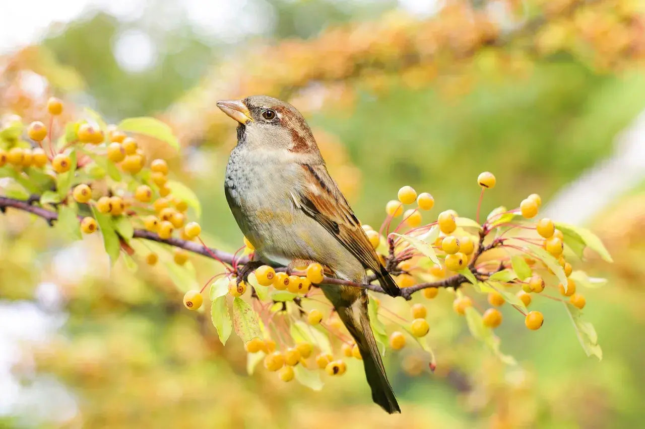 Ein Spatz sitzt auf einem Ast mit gelben Beeren. Er könnte sich fragen, was fressen Spatzen, während er die Früchte betrachtet.