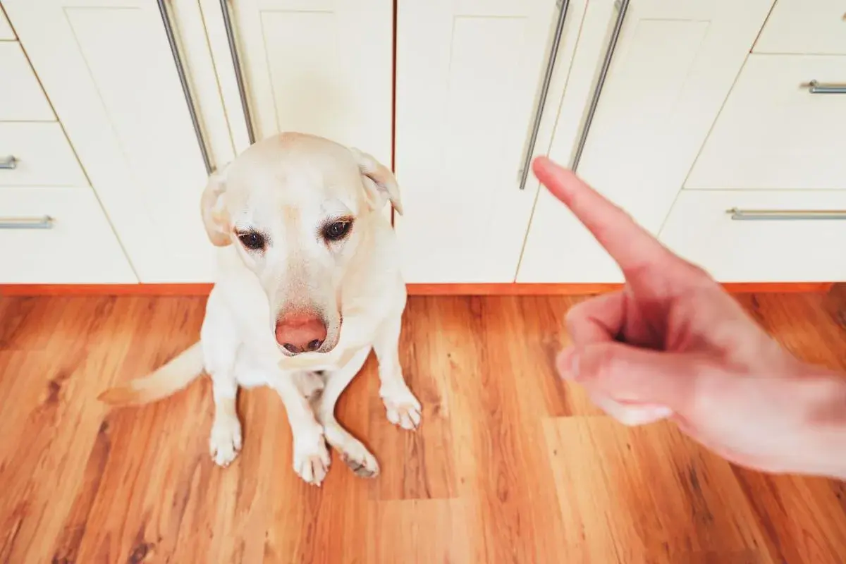Un perro labrador mira con culpa mientras una mano le señala con el dedo, sugiriendo cómo castigar a un perro si muerde.