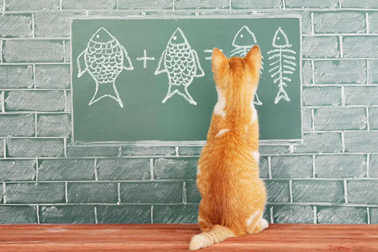 Un gatito naranja mira una pizarra con dibujos de peces y un esqueleto de pez, como si estuviera aprendiendo cómo se comunican los gatos.
