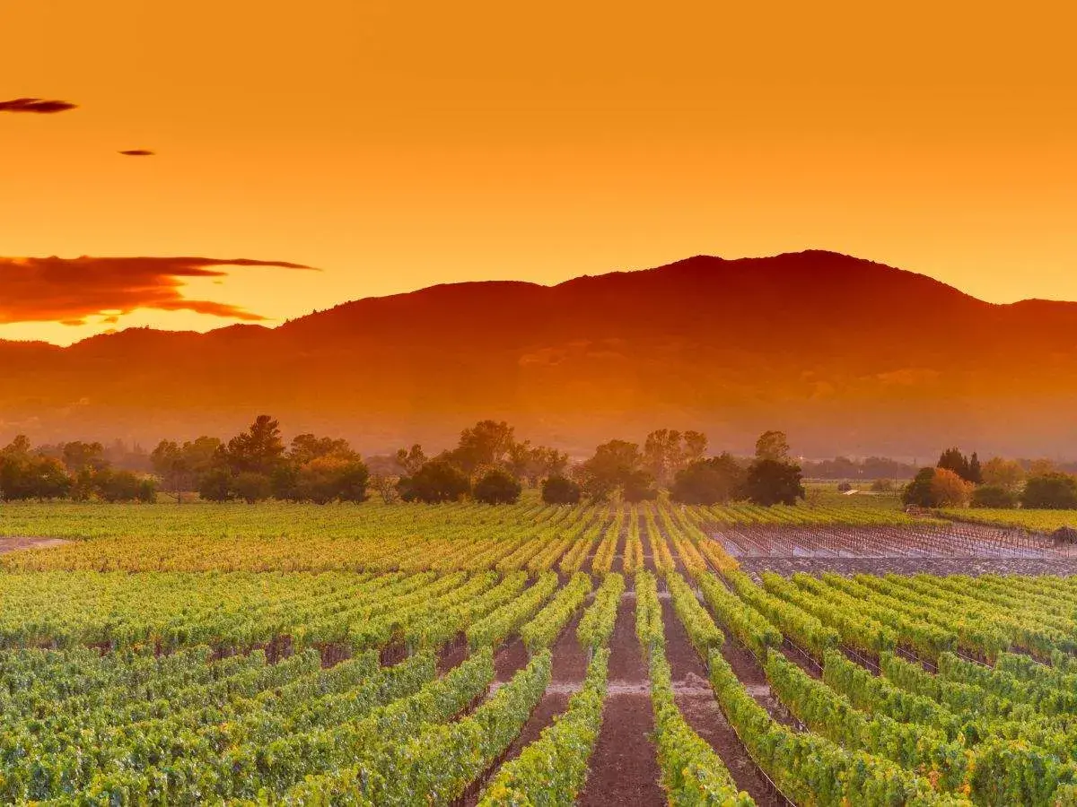 Weinberge im Napa Valley, Kalifornien, unter einem dramatischen Sonnenuntergang.
