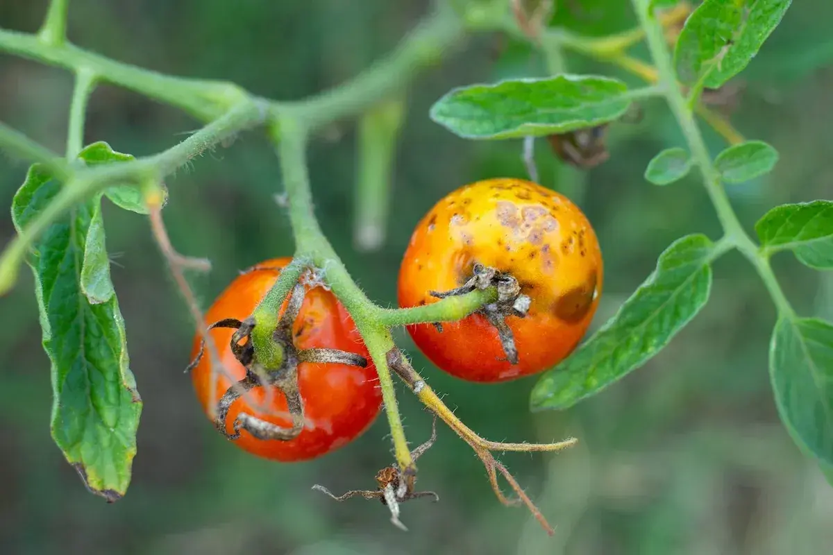Pomodori acerbi con macchie gialle e marroni, segni di **virosi pomodoro**. Le foglie circostanti sono verdi ma leggermente appassite.