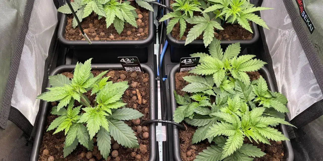 Giovani piante di scrog weed in vasi, pronte per la crescita.