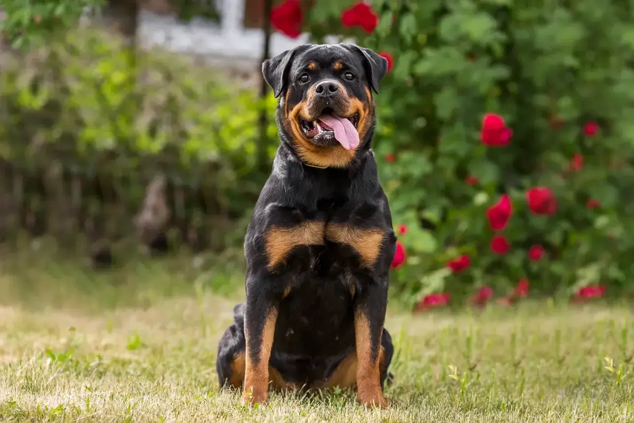 Ein Rottweiler sitzt im Gras vor blühenden Rosen. Sein freundlicher Blick und die herausgestreckte Zunge spiegeln den liebevollen Rottweiler Charakter wider.