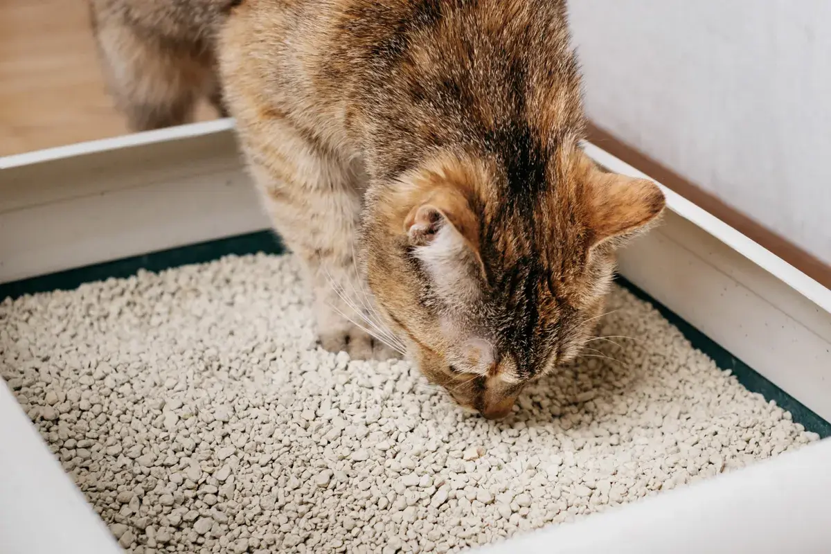 Eine getigerte Katze schnuppert neugierig in einer Katzentoilette. Sie scheint die Textur des Katzenstreus zu untersuchen, vielleicht auf der Suche nach einem Leckerbissen oder einfach nur aus Interesse.