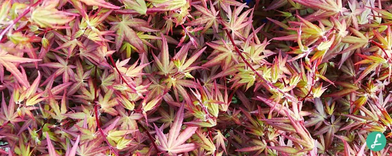 Foglie di acero rosso con sfumature verdi e rosa, alcune sembrano mostrare i primi segni di malattie, creando un effetto visivo unico.