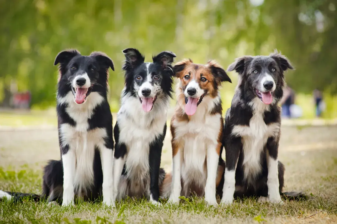 Vier Hunde, die den australian shepherd border collie mix charakter verkörpern, sitzen im Gras.