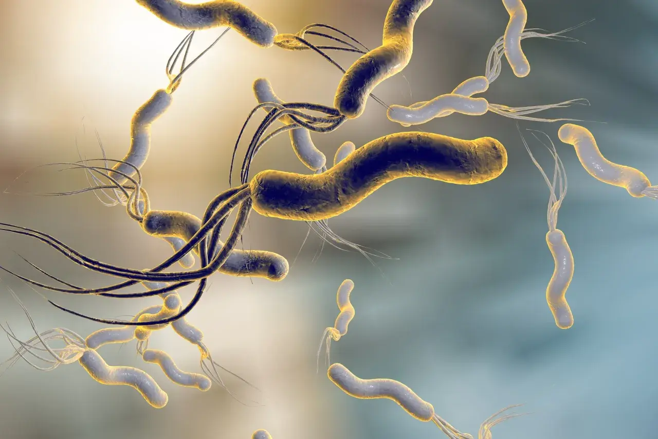 Batteri Helicobacter pylori, causa di disturbi gastrici e ulcere. I sintomi possono includere bruciore di stomaco e dolore addominale.