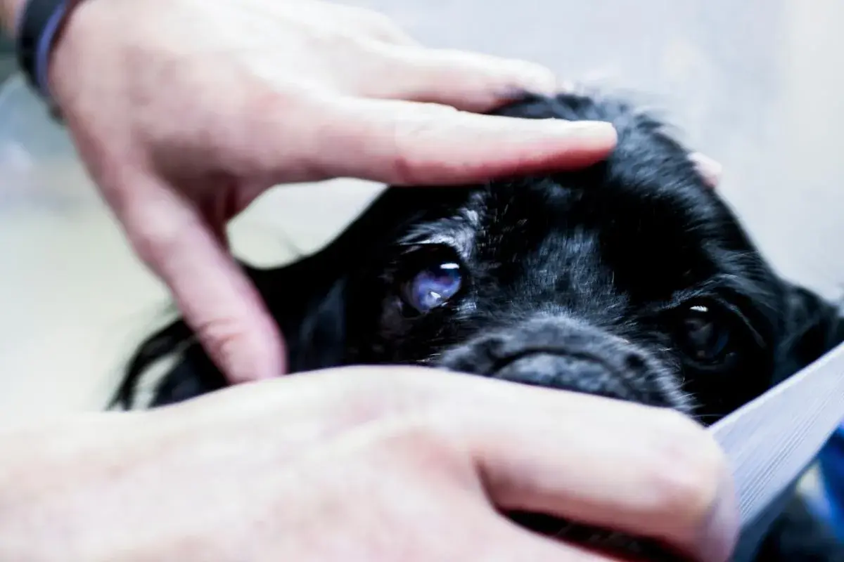 Manos acarician la cabeza de un perro negro con un ojo azulado y nublado. Parece que mi perro se cae de repente, pero solo está siendo examinado.