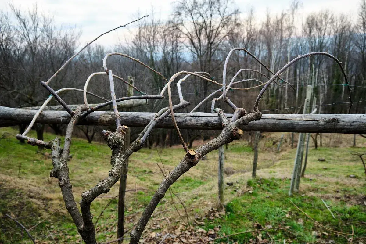 Gros plan sur des branches taillées, prêtes pour la saison prochaine. La taille kiwi a été effectuée sur cette vigne.