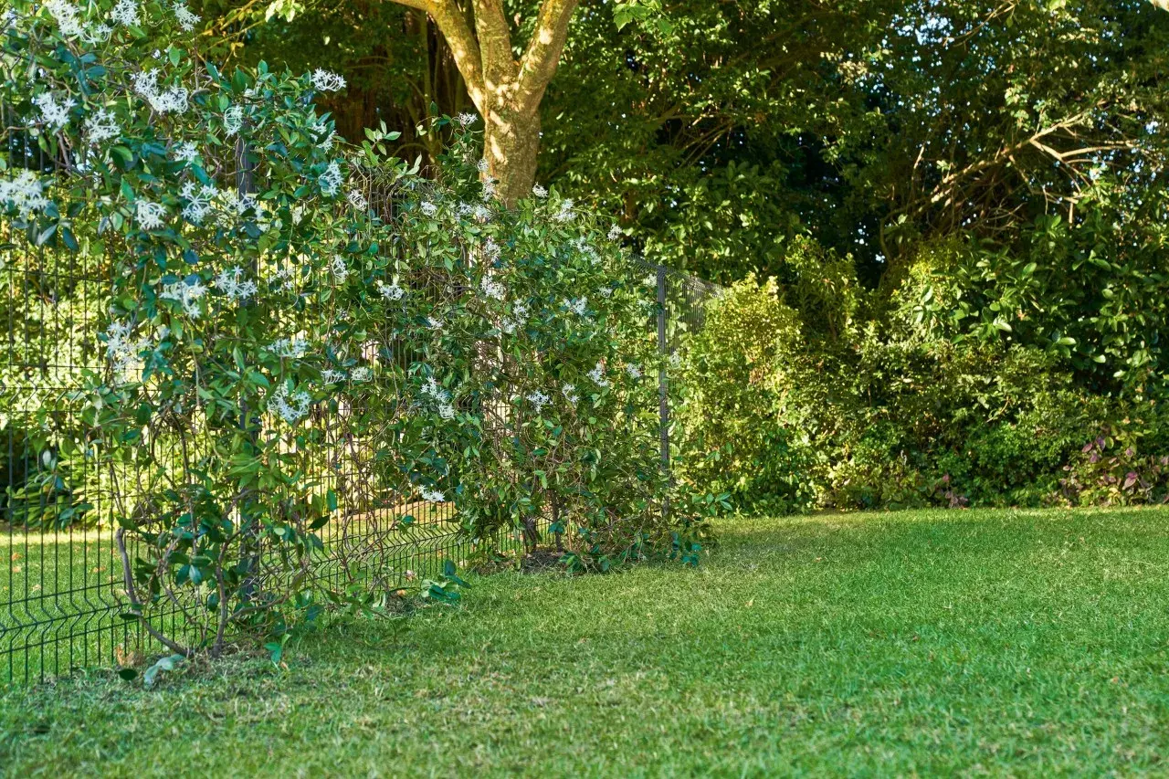 Enredaderas para vallas cubren una cerca metálica en un jardín verde. Flores blancas adornan la vegetación exuberante.