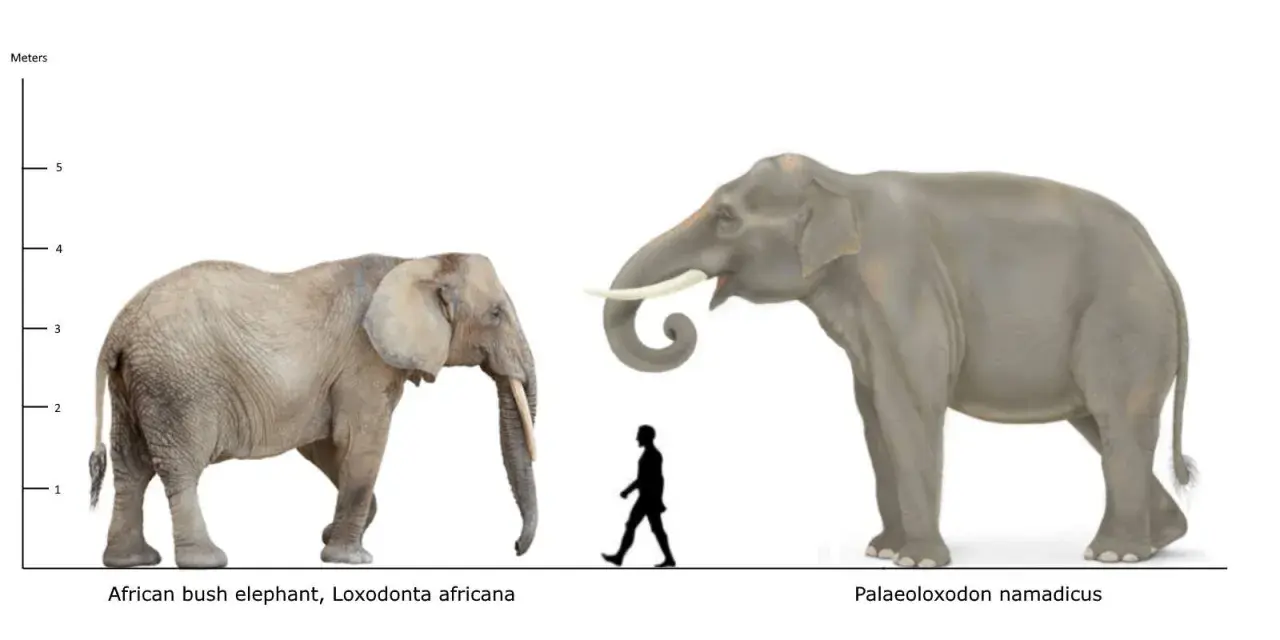 Comparación de tamaño entre un elefante africano y un Palaeoloxodon. ¿Cuánto pesa un elefante? El Palaeoloxodon es mucho más grande.