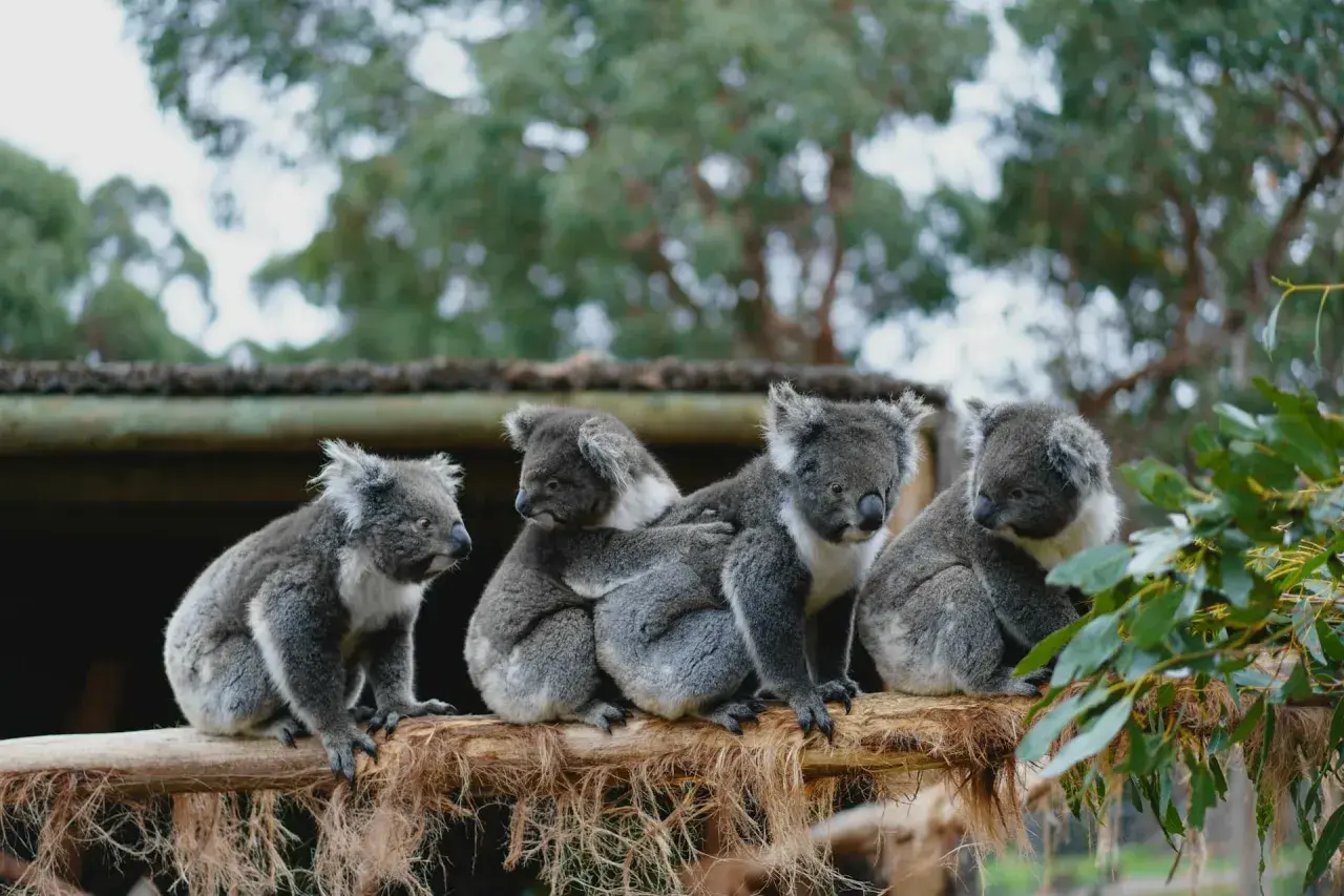 Cztery urocze koale siedzą na gałęzi, tworząc przytulną grupę. Te niezwykłe zwierzęta w Australii są symbolem tego kontynentu.