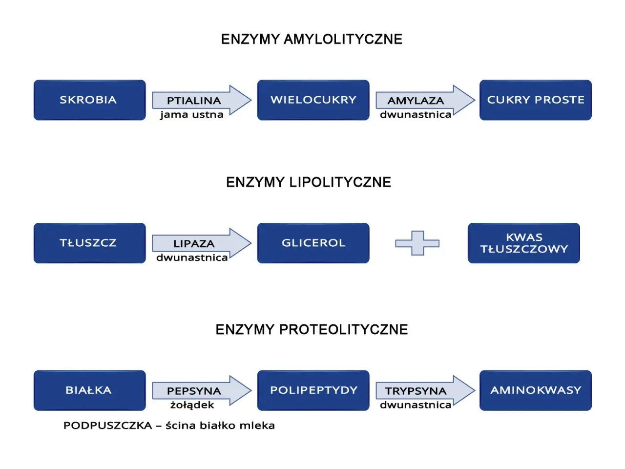 Schemat trawienia: skrobia -> wielocukry -> cukry proste; tłuszcz -> glicerol + kwas tłuszczowy (gdzie są trawione tłuszcze); białka -> polipeptydy -> aminokwasy.