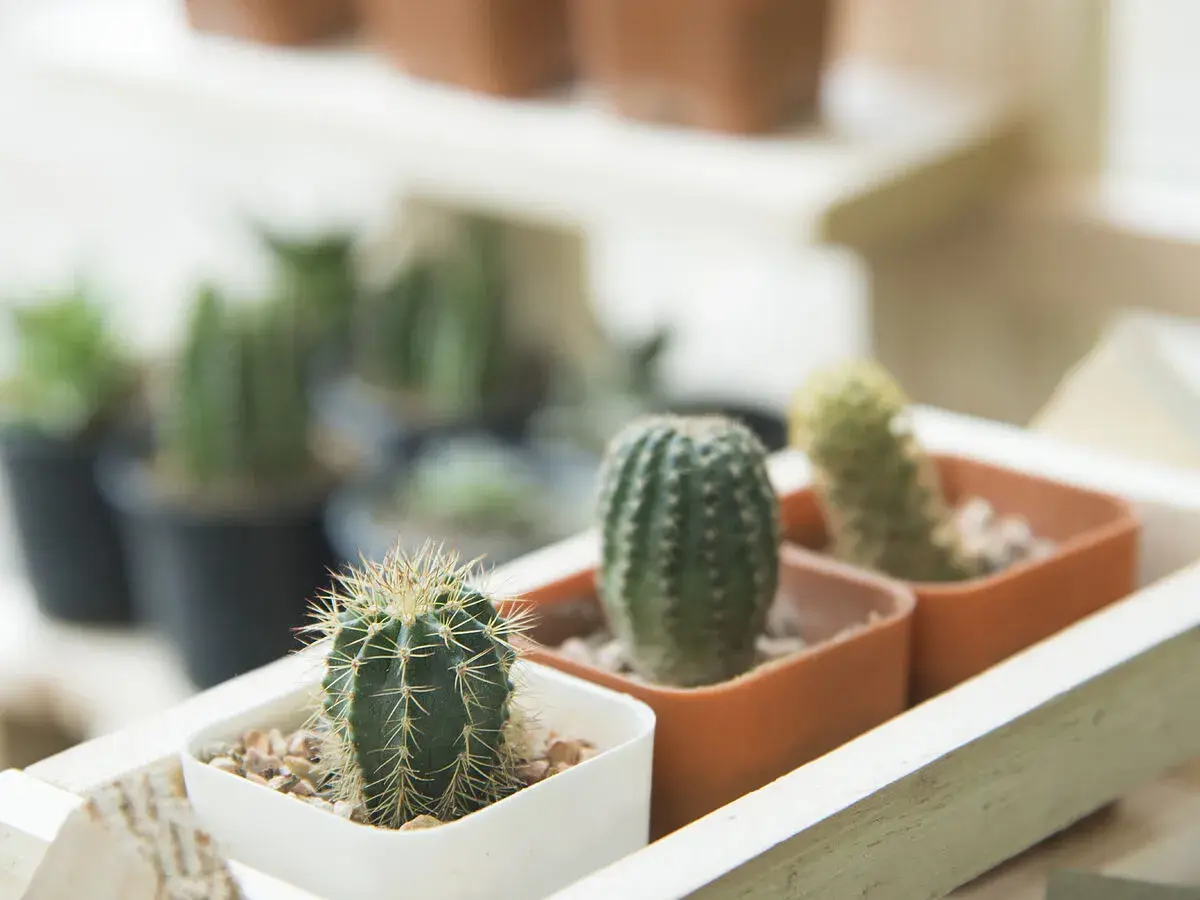 Pequeños cactus en macetas, un ejemplo de como cuidar un cactus: poca agua y mucho sol.
