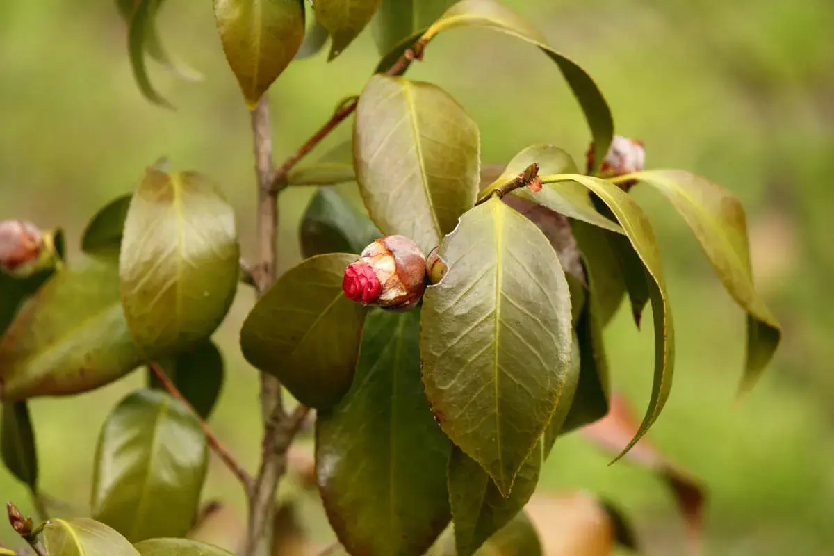 Camélia avec des feuilles marron, signe d'une maladie. Un bouton floral rouge est visible.