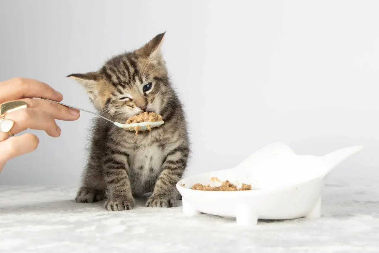 A tiny tabby kitten winks as it eats from a spoon, learning when do kittens start eating food. A white bowl of food sits nearby.
