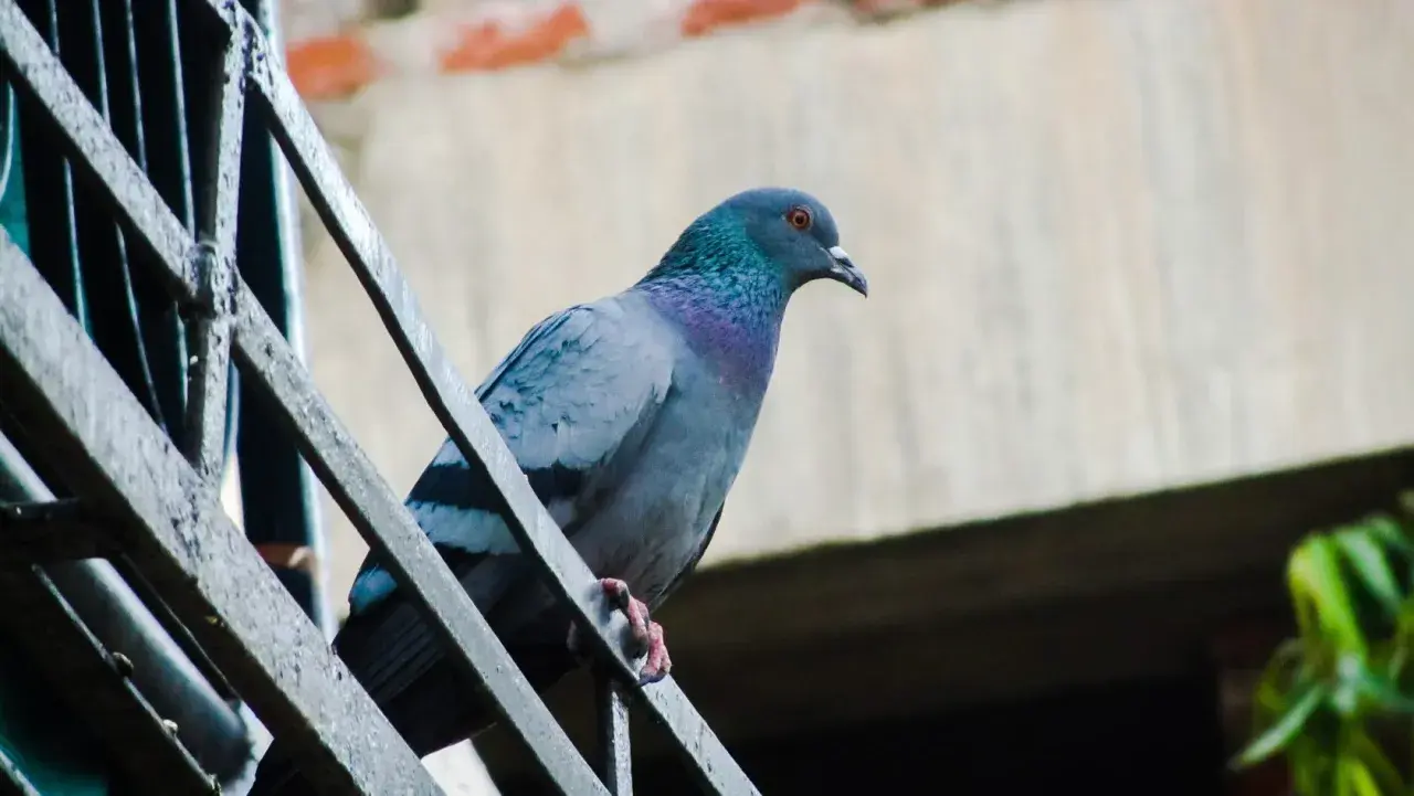Gołąb na balustradzie, jak widzą ptaki. Jego pióra mienią się w słońcu, a oko czujnie obserwuje otoczenie.