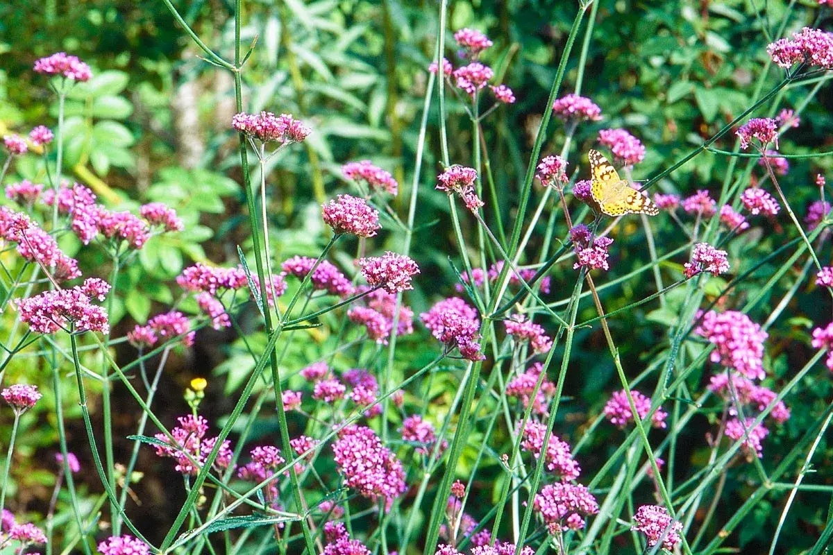 Un papillon butine la verveine de Buenos Aires. Une belle association pour un jardin fleuri.