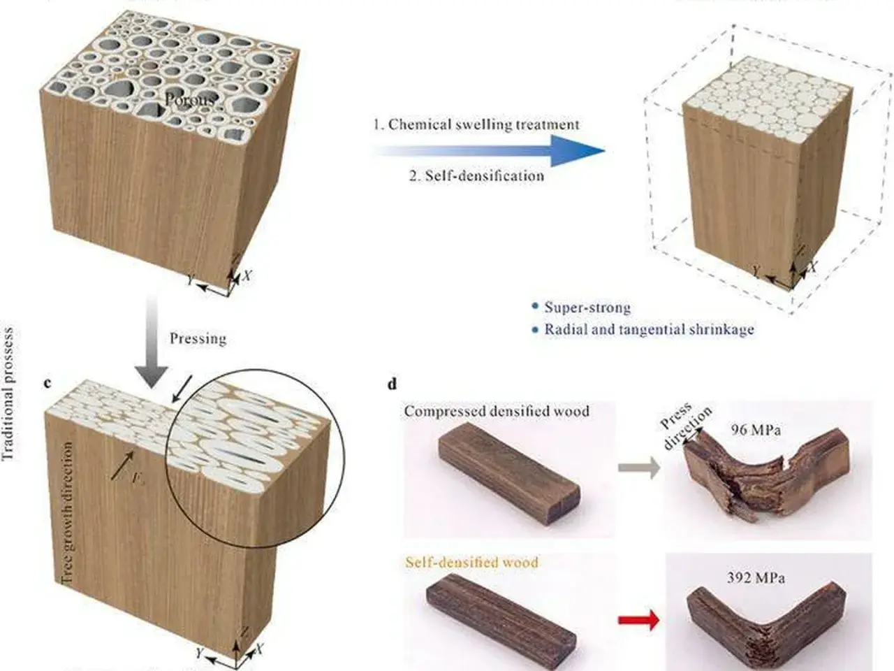Proceso de densificación de madera para crear madera mas resistente. Muestra cómo la madera porosa se comprime para mayor durabilidad.