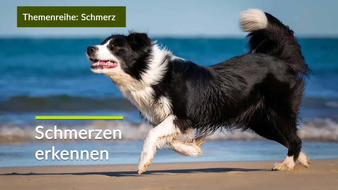 Ein Border Collie rennt am Strand. Die Text-Overlays "Themenreihe: Schmerz" und "Schmerzen erkennen" deuten darauf hin, dass die **Liegeposition Hund Schmerzen** signalisieren kann.