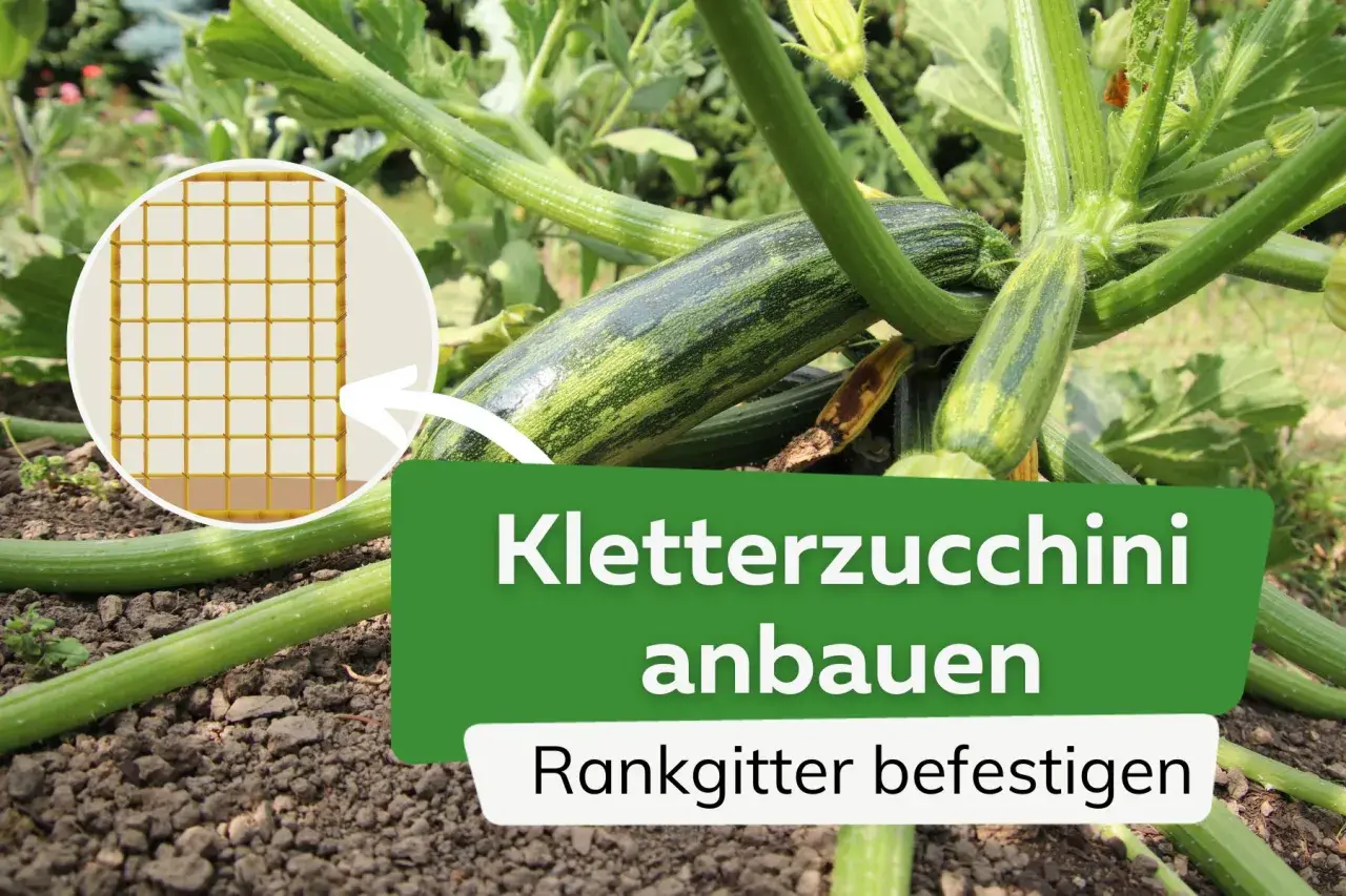 Zucchini brauchen Rankhilfe. Ein Rankgitter ist ideal, um Kletterzucchini anzubauen und zu befestigen.