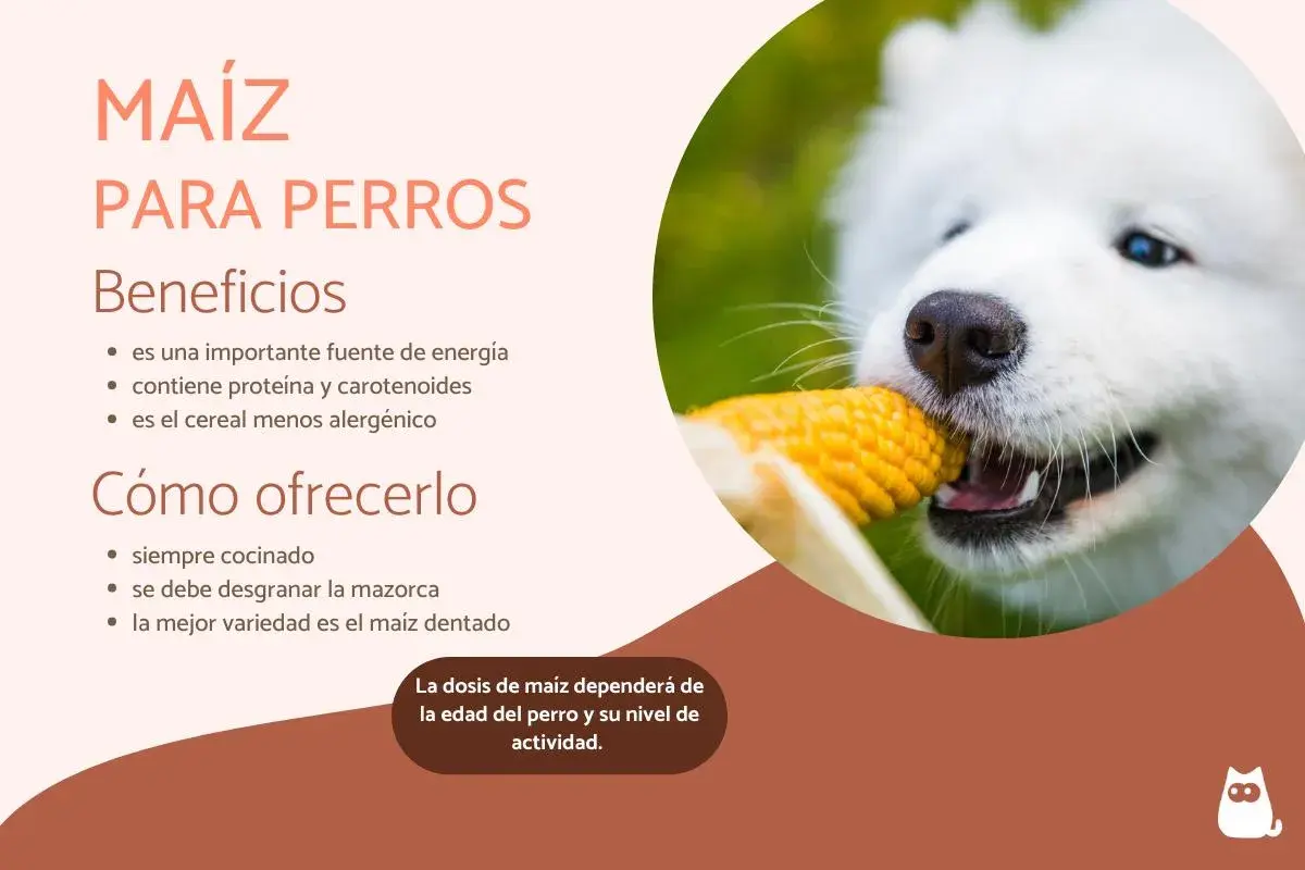 Un perro blanco disfruta de una mazorca de maíz, un alimento beneficioso para ellos.