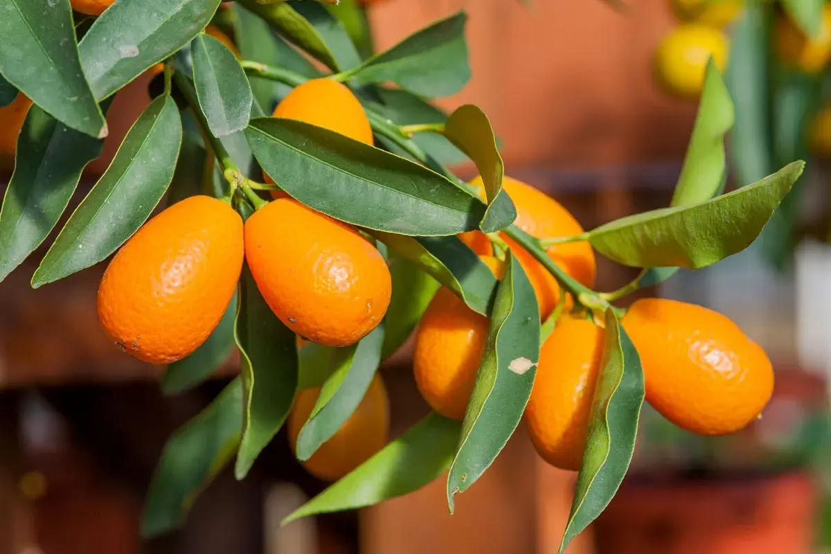 Grappe de kumquats mûrs sur un kumquat arbre, leurs peaux orangées brillantes contrastent avec les feuilles vertes.