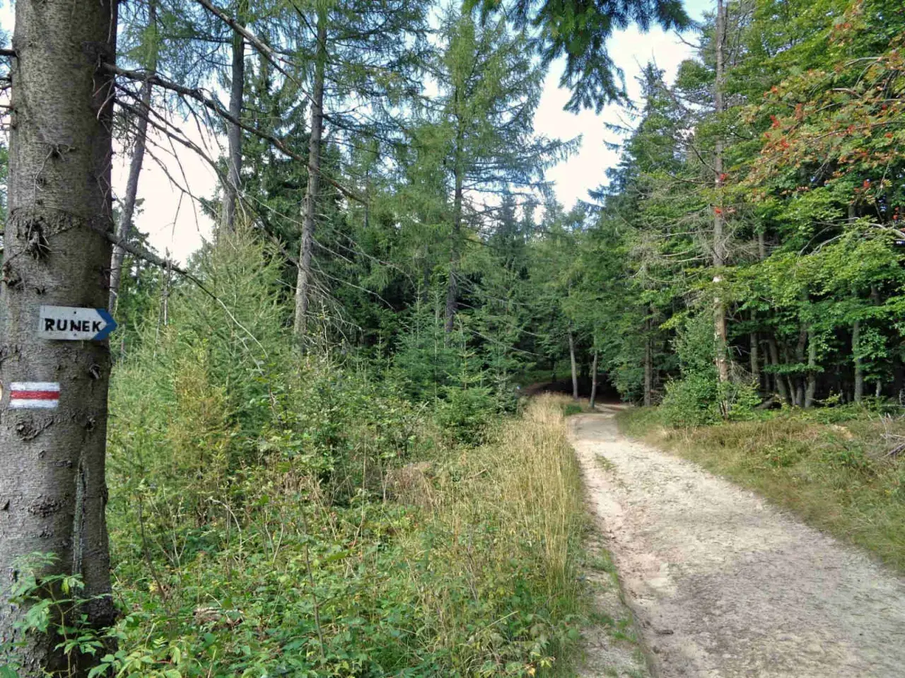 Ścieżka w lesie, gdzie krynica-zdrój jakie to góry. Znaki szlaku turystycznego na drzewie.