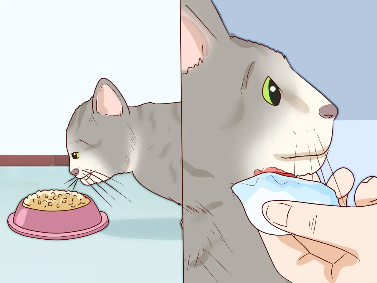 Graue Katze frisst aus Napf, dann wird ihr Kinn mit einem Tuch gereinigt.