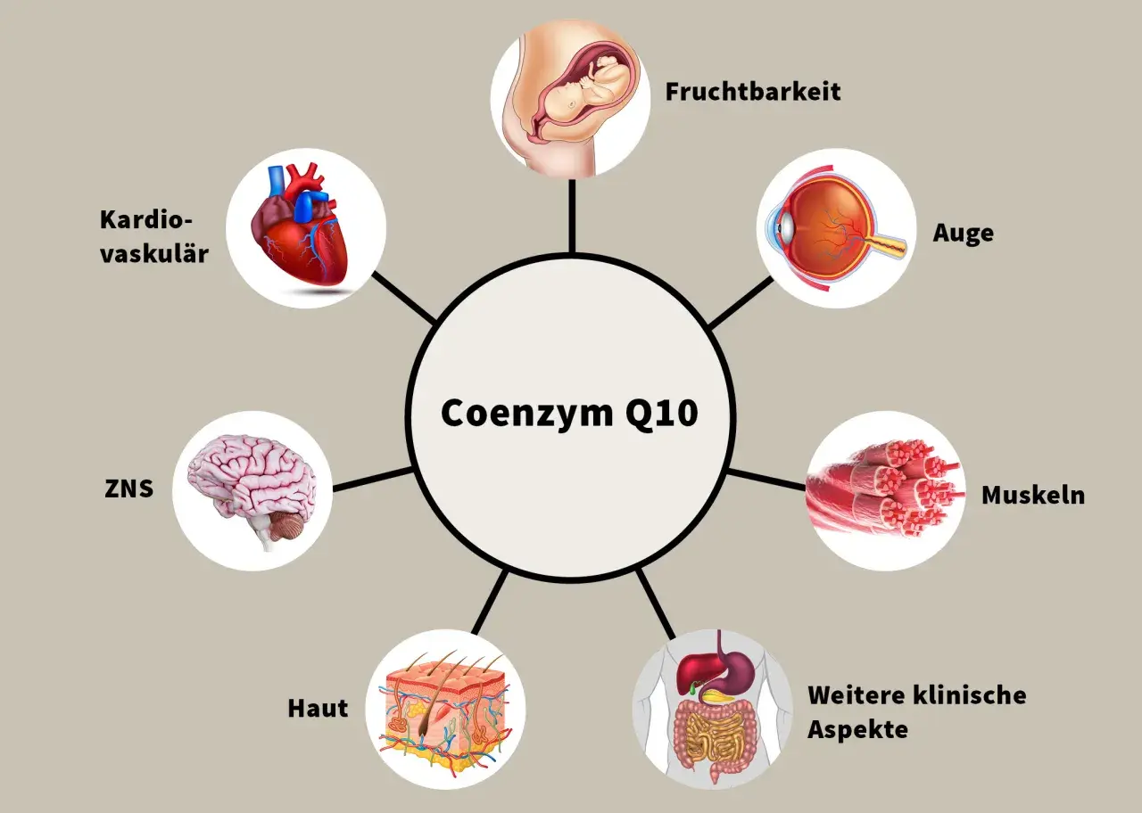 Coenzym Q10 ist wichtig für Herz, Gehirn, Augen, Haut, Muskeln, Fruchtbarkeit und weitere klinische Aspekte.