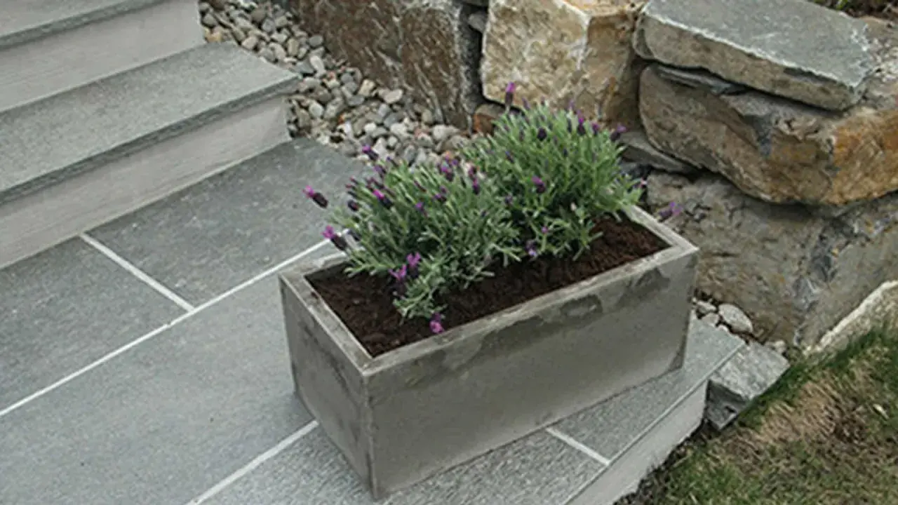 En rektangulär betongkruka med lavendel står på en stenlagd trappa. En vacker detalj för trädgården, som visar hur man kan gjuta krukor i betong.