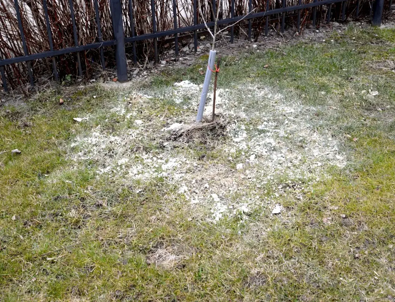 Młode drzewko na trawniku otoczone białym proszkiem, prawdopodobnie dolomitem, który ma chronić je przed szkodnikami.