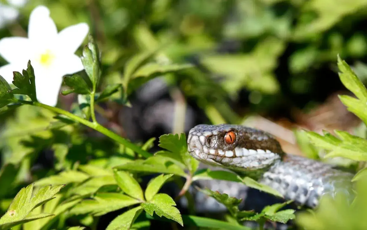 En huggorm simmar genom grönska, dess orange ögon lyser. En vit sippa blommar i närheten.