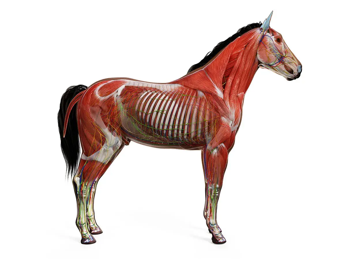 Poznaj wszystkie części konia - kompletny atlas budowy anatomicznej zwierząt