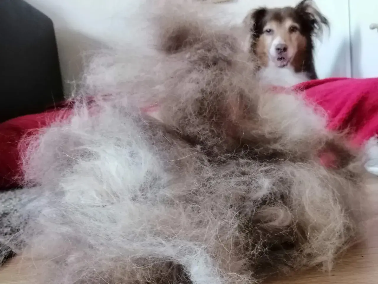 Ein riesiger Haufen Hundehaare liegt auf einem roten Kissen. Der Hund, der extrem haart, schaut neugierig in die Kamera.