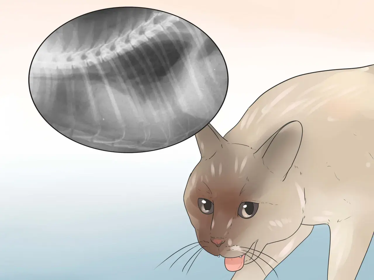 Radiografía de un gato con respiración agitada. Se observa una imagen de rayos X del tórax del felino, mostrando sus costillas y columna vertebral.