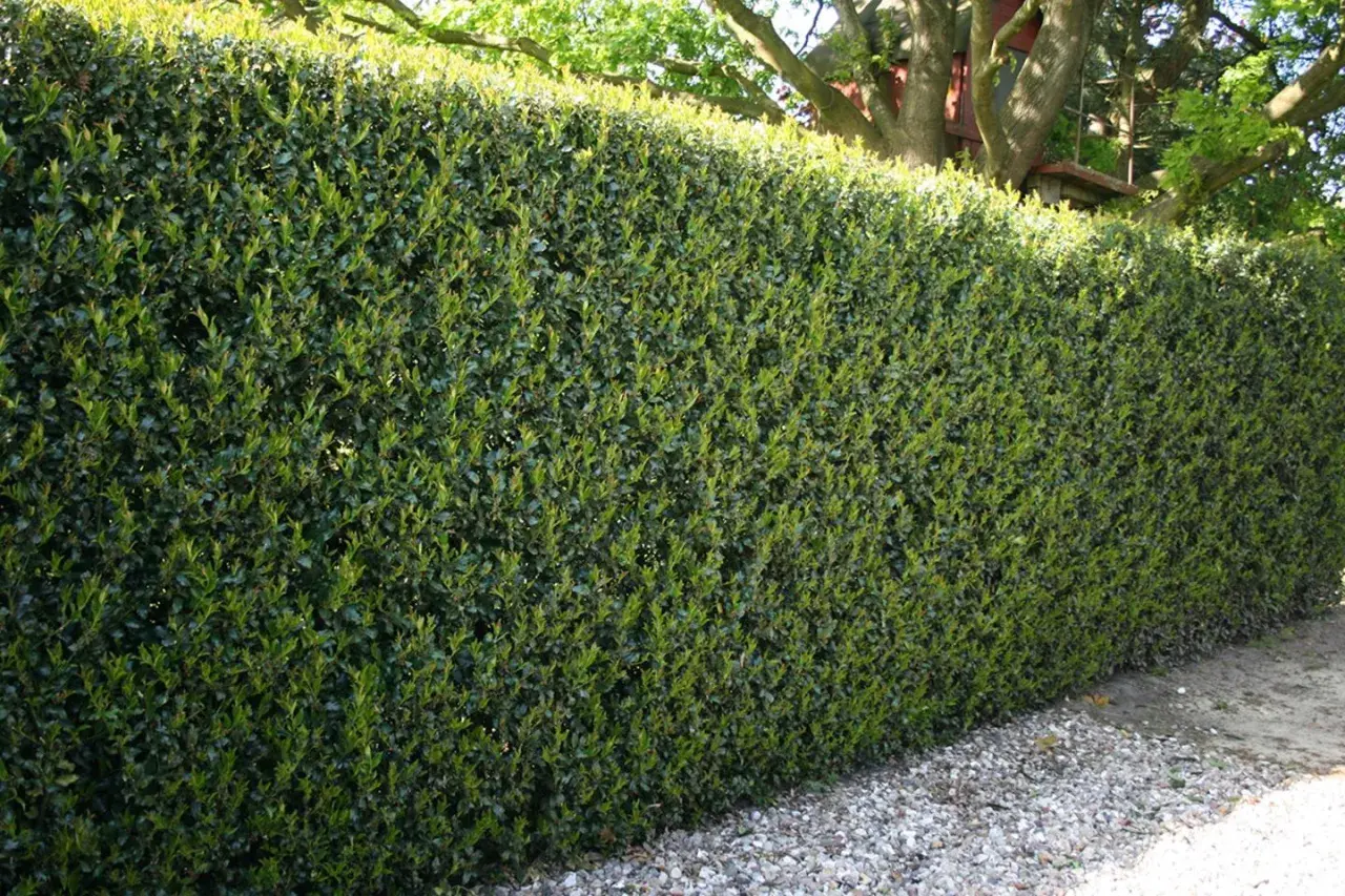 Dichte grüne Hecke aus Ilex, ideal zum Ilex vermehren. Dahinter ein Baum mit einem Baumhaus.