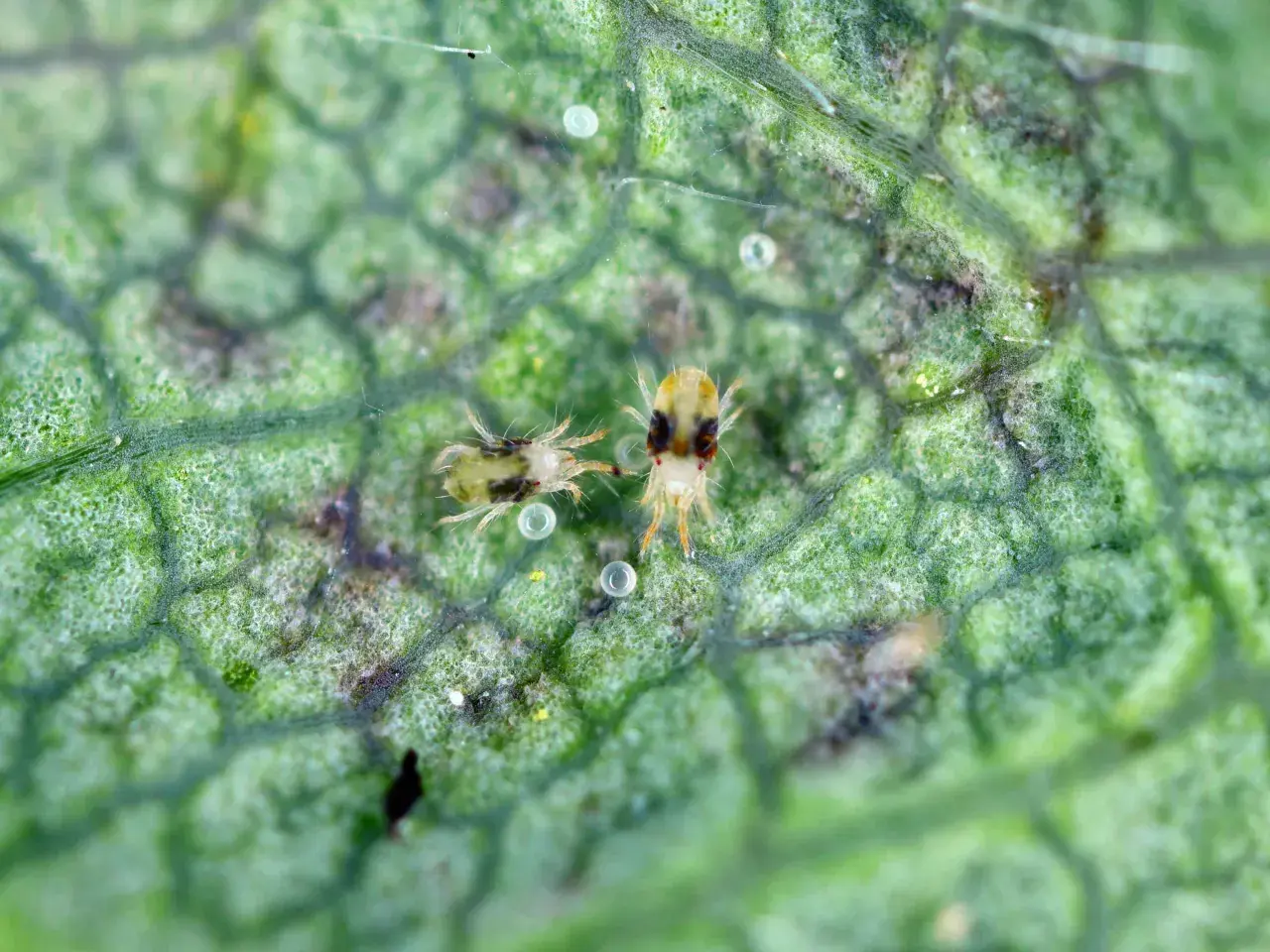 Zwei winzige Apfelbaum-Spinnmilben auf einem grünen Blatt, umgeben von ihren Eiern und feinen Gespinsten.