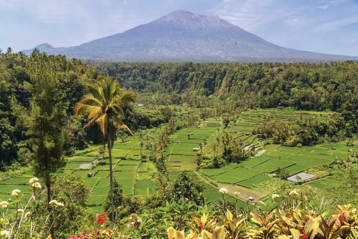 Zielone tarasy ryżowe i palma na tle wulkanu. Idealne miejsce na wakacje na Bali w czerwcu.