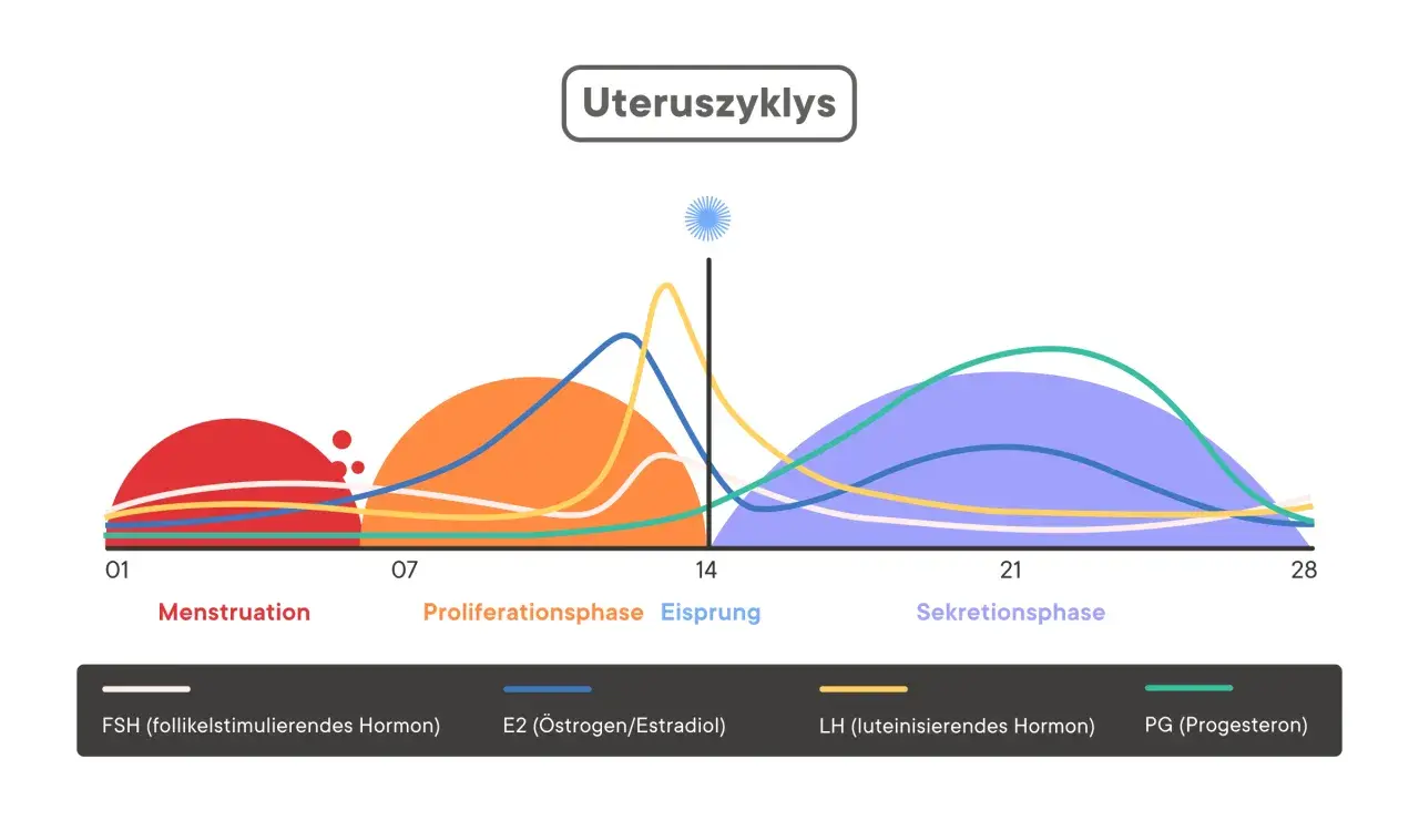 Der Uteruszyklus zeigt Hormonverläufe. Nach dem Eisprung steigt Progesteron an, was auf die Vorbereitung auf eine mögliche Schwangerschaft hindeutet. Die nächste Periode tritt ein, wenn keine Befruchtung stattfindet.